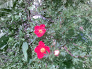 potentilla