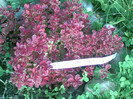 berberis admiration