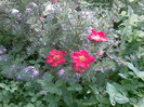 potentilla red ace