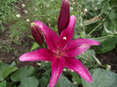 DSCF7541