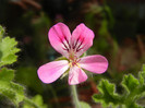 Mango Scented Geranium (2012, June 14)