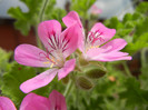 Mango Scented Geranium (2012, June 14)