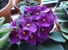 Violet Saintpaulia (2009, June 01)