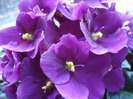 Violet Saintpaulia (2011, May 03)