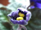 Blue African Violet (2010, April 25)