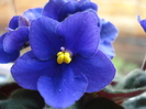 Blue African Violet (2010, May 10)