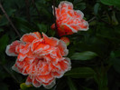 Punica  Legrellei