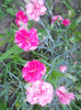 DSCN2803