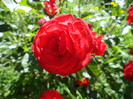 DSC03475