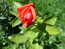 DSC03478