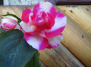 DSC03484