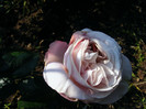 DSCF9232