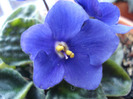 Blue African Violet (2011, May 13)