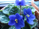 Blue African Violet (2011, May 13)