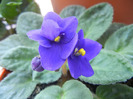 Blue African Violet (2011, Oct.27)
