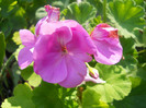 DSCN2836