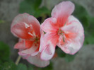 DSCN2845