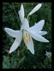 DSCN4338