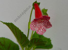 NEW - Kohleria Simone (GS) - imagini in premiera