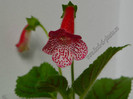 NEW - Kohleria Simone (GS)
