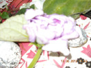 13.06.2012 059