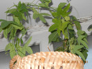 pasiflora