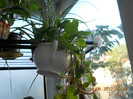 kohleria