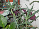 aloe