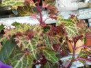 urzicuta creata