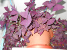 oxalis cu floare roz