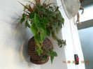 kohleria