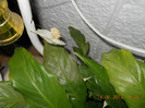 crinul pacii