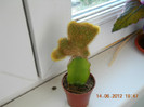 cactus-pisicuta