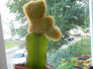 cactus-pisicuta