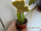 cactus-pisicuta