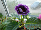 gloxinia mov dubla