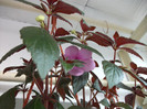 prima floare din 2012