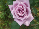 flori 2012 757