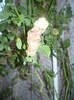 P1110606