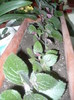 P1110604