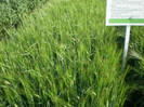 P6090394