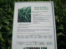P6090405