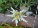 Leontopodium alpinum (2012, June 13)
