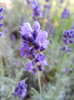 Lavender_Lavanda (2012, June 13)