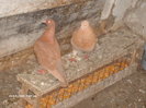 Picture 009