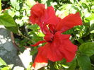 hibiscus