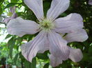 clematis