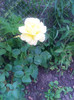 Peace-14 iunie 2012