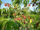 nectarine in parga