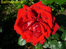 Jugendliebe